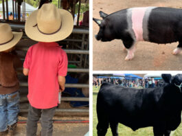 Kids and livestock enjoy the day at the Future Farmers of America country fair.