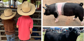 Kids and livestock enjoy the day at the Future Farmers of America country fair.