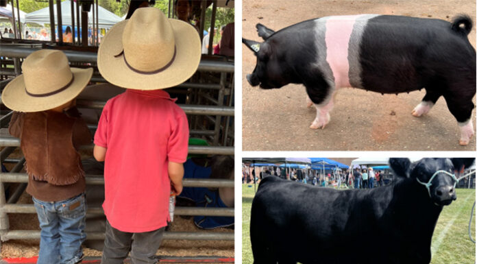 Kids and livestock enjoy the day at the Future Farmers of America country fair.