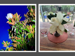 These extravagant magnolias, pearly white, last a short time before petals turn brown.