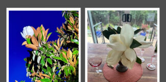 These extravagant magnolias, pearly white, last a short time before petals turn brown.