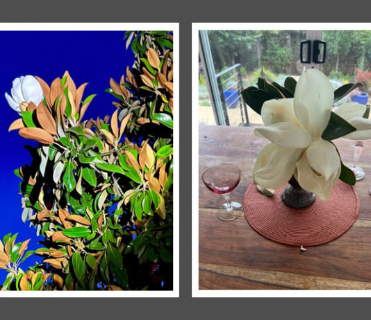 These extravagant magnolias, pearly white, last a short time before petals turn brown.