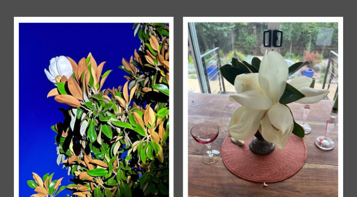 These extravagant magnolias, pearly white, last a short time before petals turn brown.
