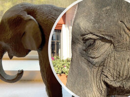 Never Forget the Elephants