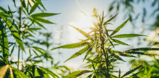 cannabis plants, strains, solful dispensary