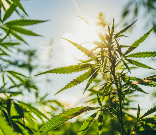 Why Organic Matters in Cannabis cannabis plants, strains, solful dispensary