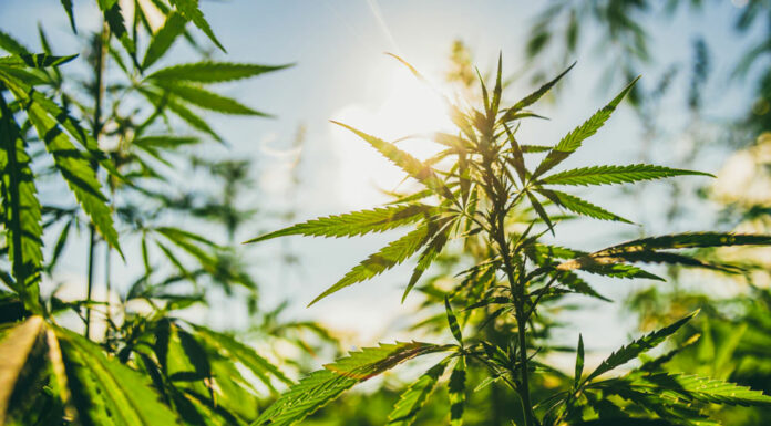 cannabis plants, strains, solful dispensary