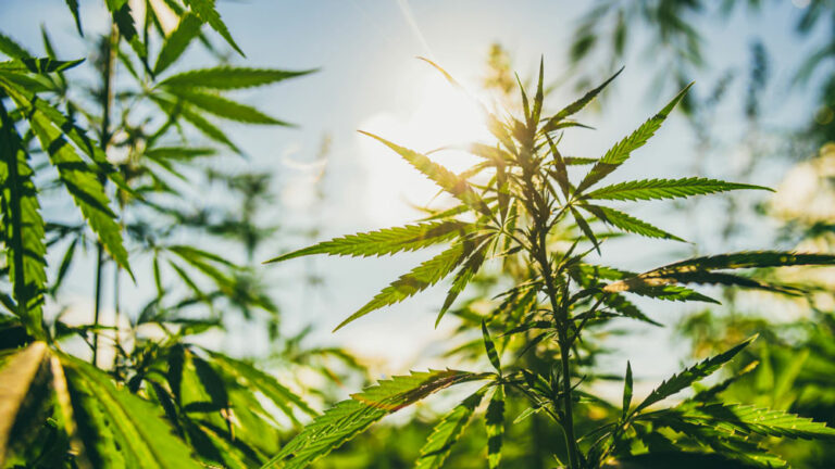 Why Organic Matters in Cannabis
