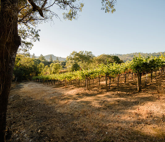 ‘Murder Mountain’ Makes Killer Pinot Noir