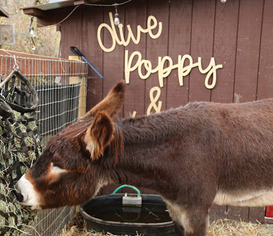 Media Exec Reborn as Donkey Protector