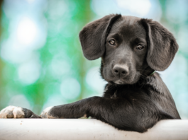 healdsburg pet contest, showcase your pet
