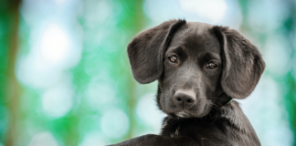 healdsburg pet contest, showcase your pet
