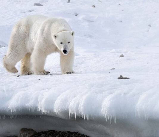 Goings on in the ’Burg