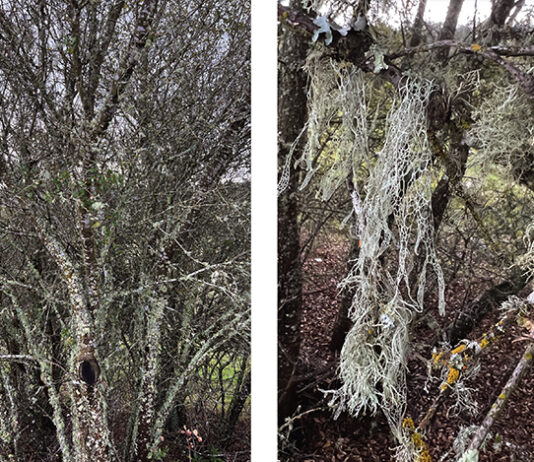 Liking the Look of Lace Lichen