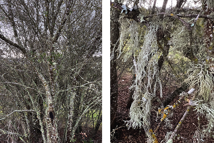 Liking the Look of Lace Lichen