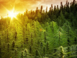 solful cannabis dispensary
