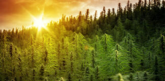 solful cannabis dispensary