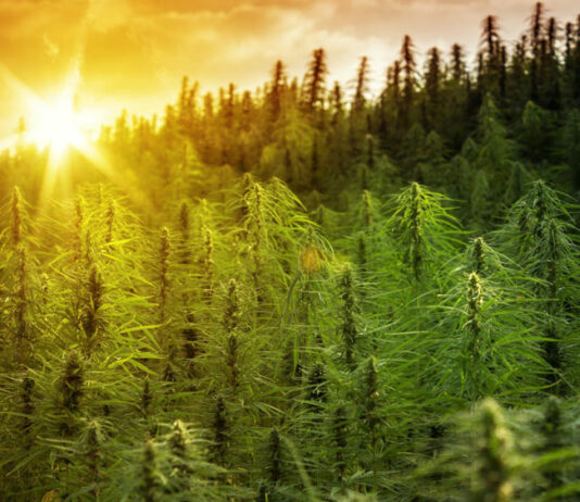 Solful Sets a New Standard in Environmental Responsibility solful cannabis dispensary