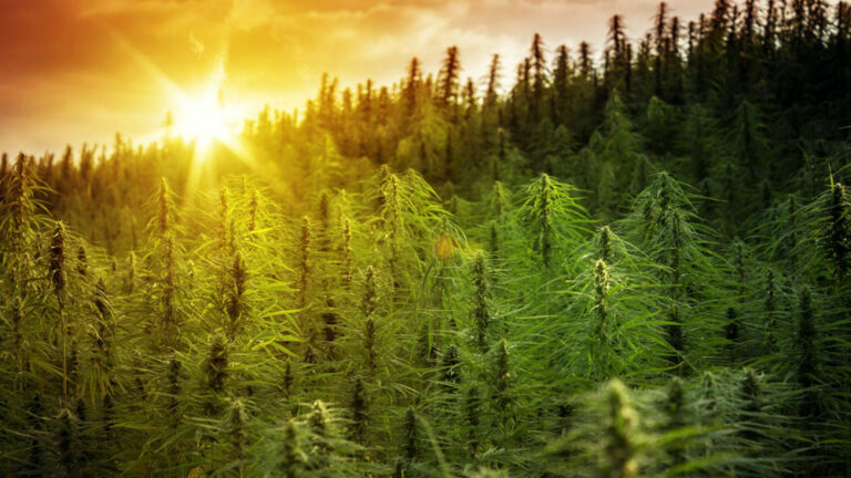 Solful Sets a New Standard in Environmental Responsibility