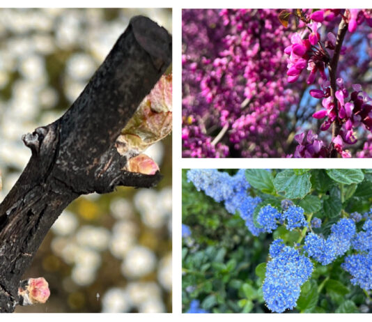 Spring Is Busting Out All Over