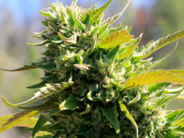 High Time for Cannabis in Healdsburg Cannabis flower nearing harvest