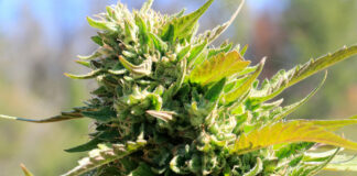 Cannabis flower nearing harvest