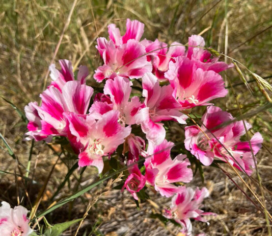 Snapshot: Signs of Summer