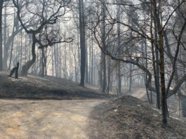 Wildfire Left Toxins in Soil Outside Healdsburg: Study