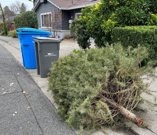 What To Do With the Christmas Tree?