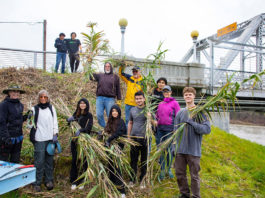 Arundo weed crew