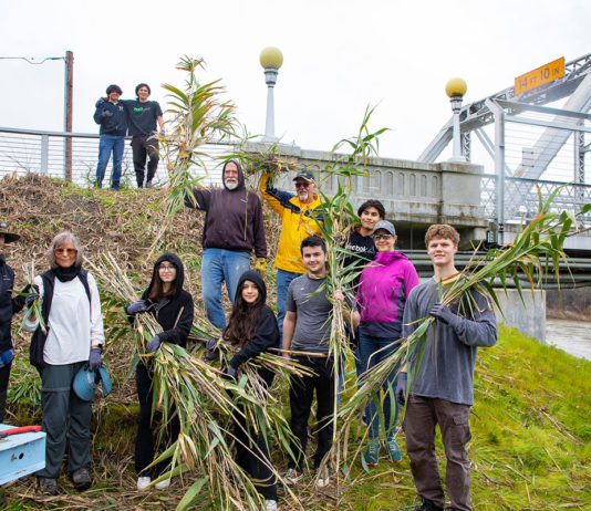 Arundo weed crew