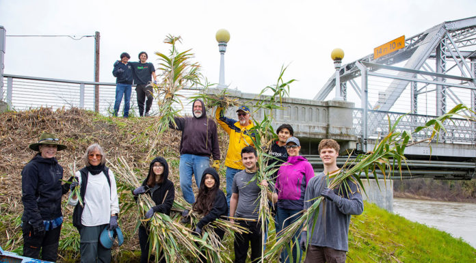 Arundo weed crew