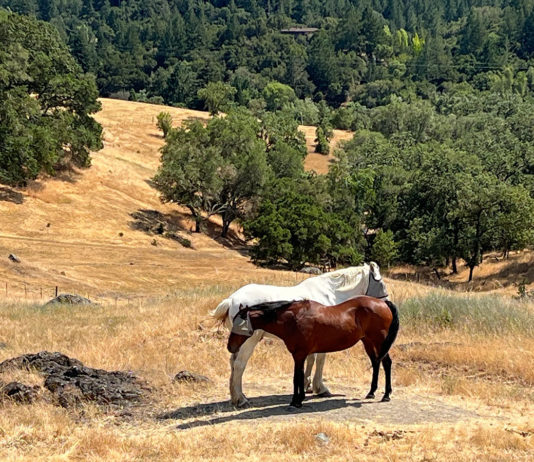 Horses in a field
