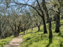 Oak forest