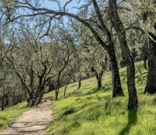 Trees Demand Equal Rights Oak forest