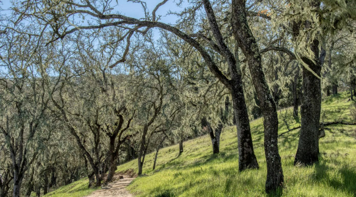 Oak forest