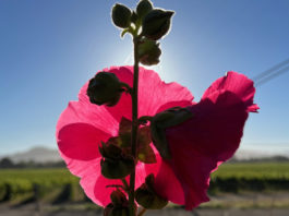 Hollyhock in sunlight