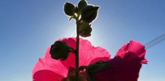 Hollyhock in sunlight