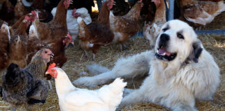 Guard dog and chickens