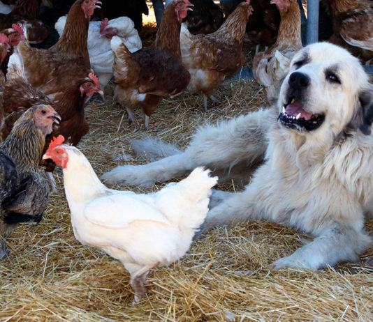Guard dog and chickens