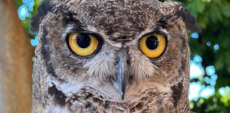Ambassador Owl