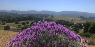 Lavender bush