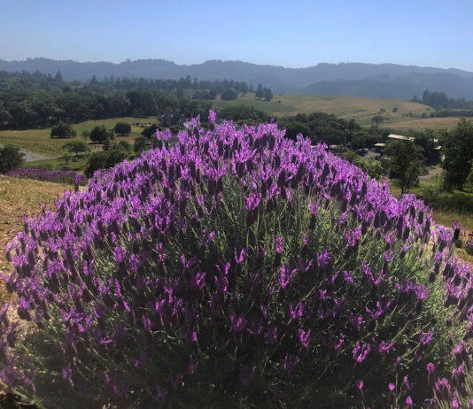 Snapshot: Lavender Is Also a Mint Lavender bush