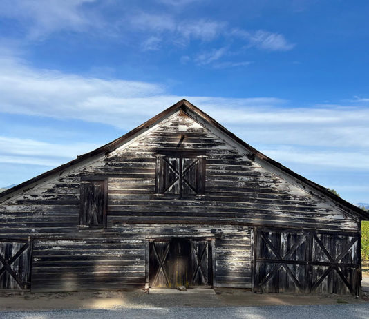 Snapshot: Bird Side of a Barn