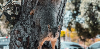 Squirrel causes power outage