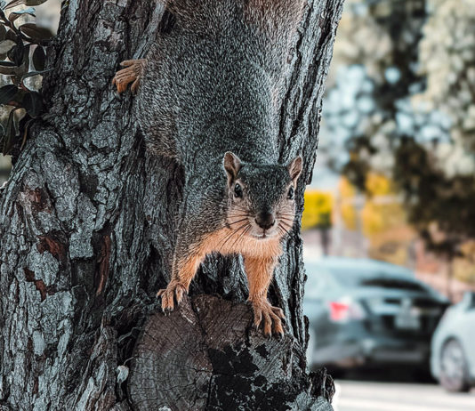 Squirrel causes power outage