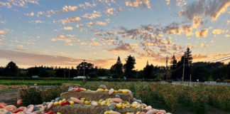 Pumpkins at sunset