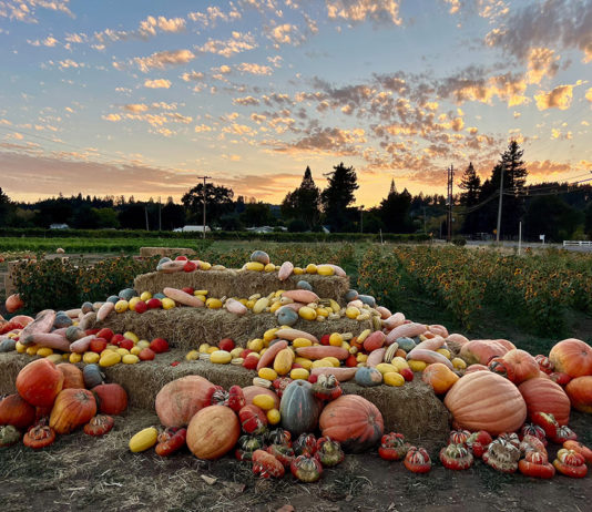 SNAPSHOT: Legends of the Fall Pumpkins at sunset