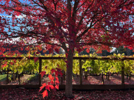 Snapshot: Favorite Colors of Fall