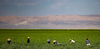 Open Mic: Surprise Raid in Kern County Foreshadows What’s to Come Farmworkers in a Kern County field